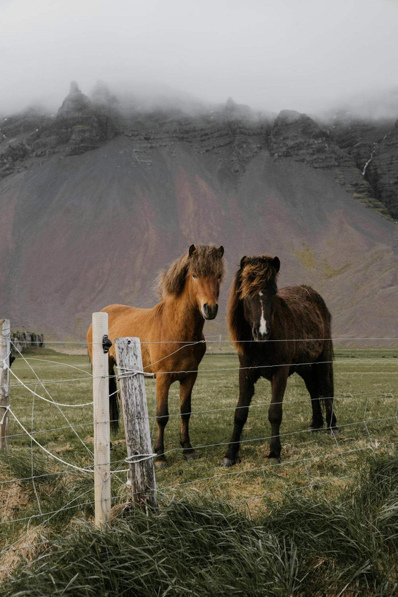 Lara Studio In Laugardalur Valley, Reykjavik Central Park And Botanical Garden, Private Entrance, Free Private Parking On Side المظهر الخارجي الصورة